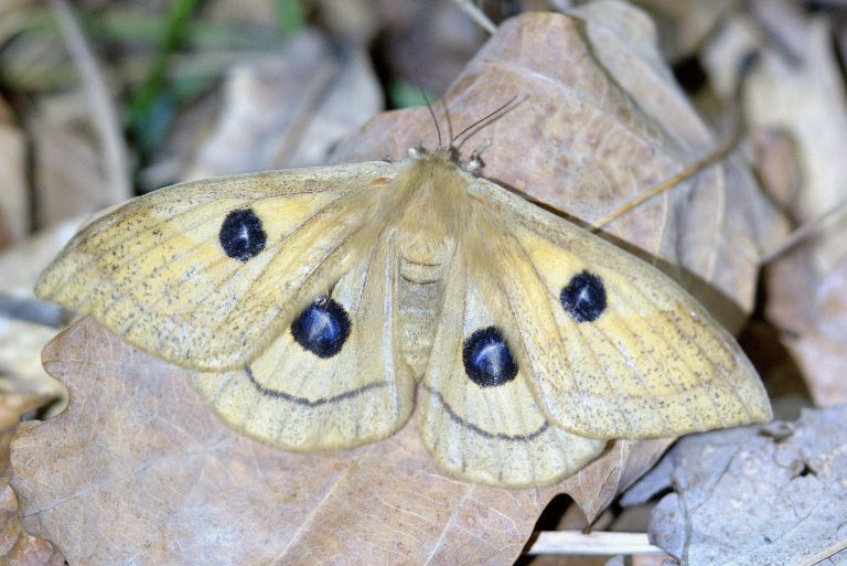 Dehetník – malá lokalita, ale obrovský poklad, který chráníme